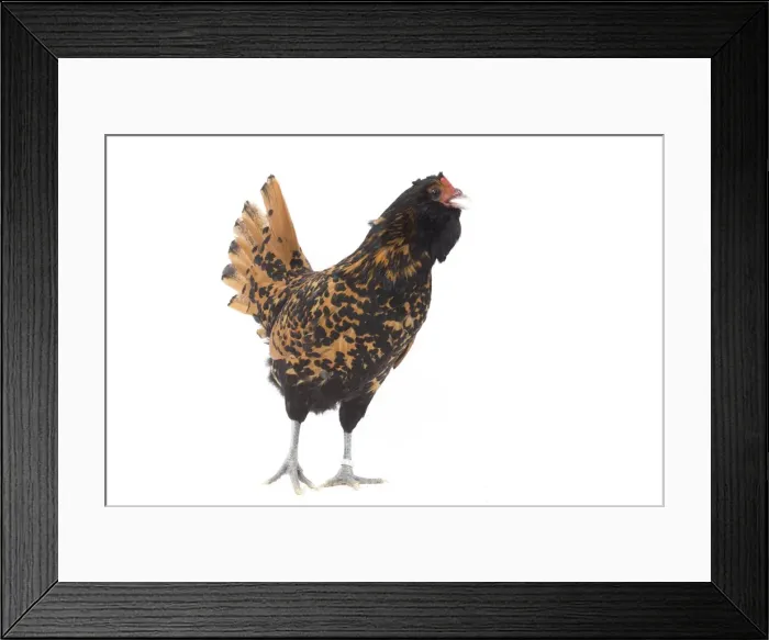 Framed Print : Picture No. 11771282 Framed Print : Picture No. 11771282