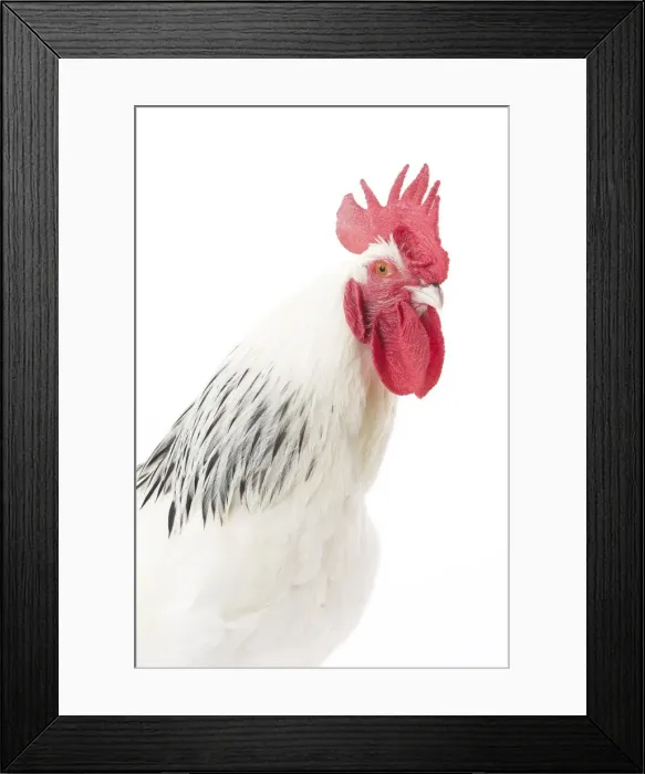 Framed Print : Picture No. 11771286 Framed Print : Picture No. 11771286