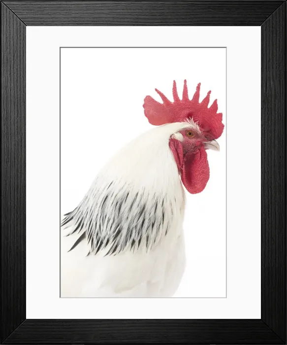 Framed Print : Picture No. 11771285 Framed Print : Picture No. 11771285