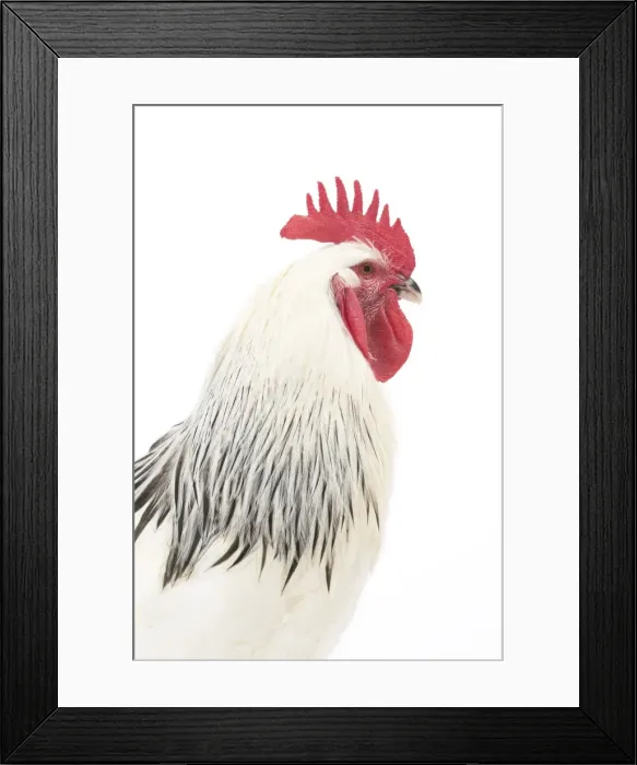 Framed Print : Picture No. 11771288 Framed Print : Picture No. 11771288