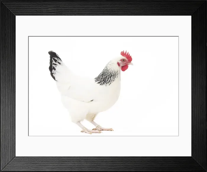 Framed Print : Picture No. 11771287 Framed Print : Picture No. 11771287