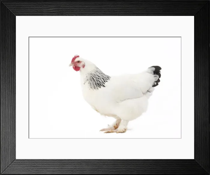 Framed Print : Picture No. 11771290 Framed Print : Picture No. 11771290