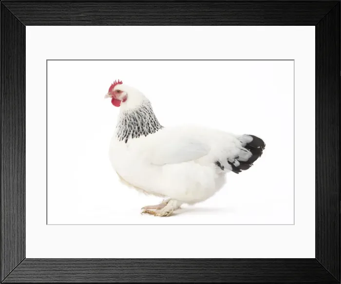 Framed Print : Picture No. 11771289
