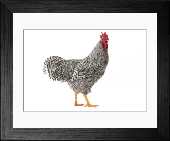 Framed Print : Picture No. 11771291 Framed Print : Picture No. 11771291