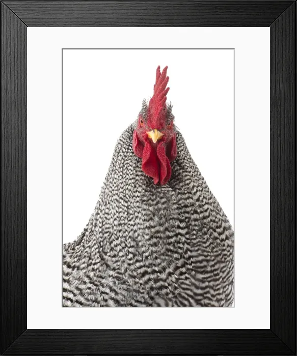 Framed Print : Picture No. 11771292 Framed Print : Picture No. 11771292