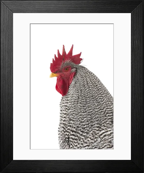 Framed Print : Picture No. 11771293 Framed Print : Picture No. 11771293