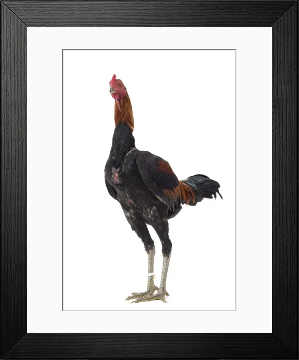 Framed Print : Picture No. 11771296 Framed Print : Picture No. 11771296