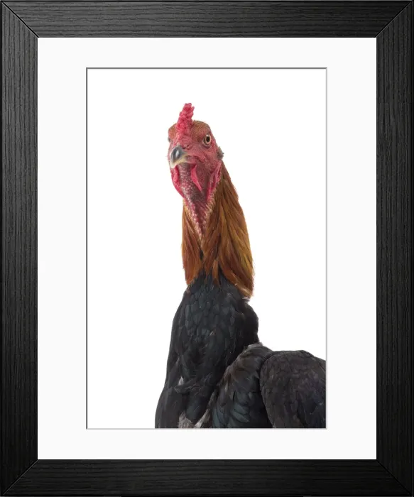 Framed Print : Picture No. 11771297 Framed Print : Picture No. 11771297