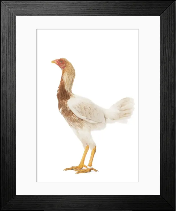 Framed Print : Picture No. 11771299