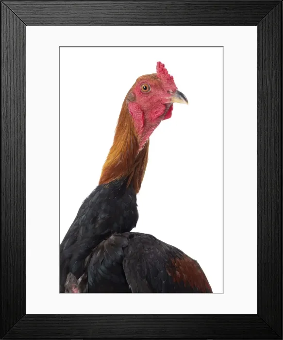 Framed Print : Picture No. 11771298 Framed Print : Picture No. 11771298