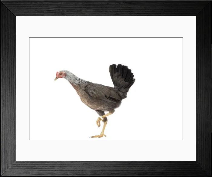 Framed Print : Picture No. 11771300 Framed Print : Picture No. 11771300