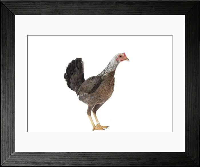 Framed Print : Picture No. 11771301 Framed Print : Picture No. 11771301