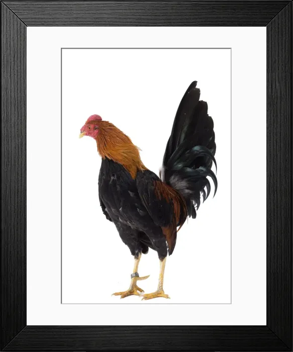 Framed Print : Picture No. 11771303 Framed Print : Picture No. 11771303