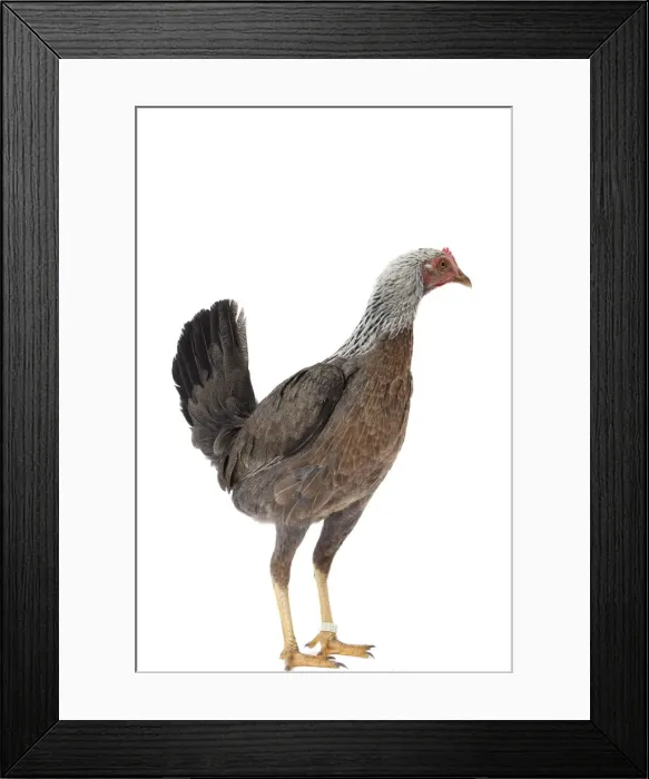 Framed Print : Picture No. 11771302 Framed Print : Picture No. 11771302