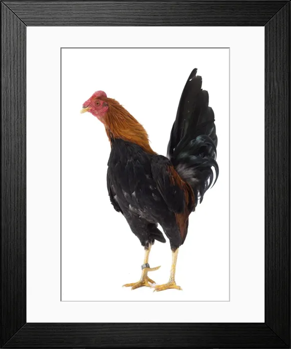 Framed Print : Picture No. 11771304 Framed Print : Picture No. 11771304