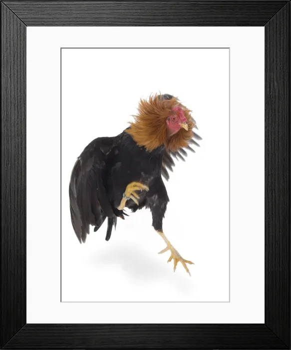 Framed Print : Picture No. 11771306 Framed Print : Picture No. 11771306