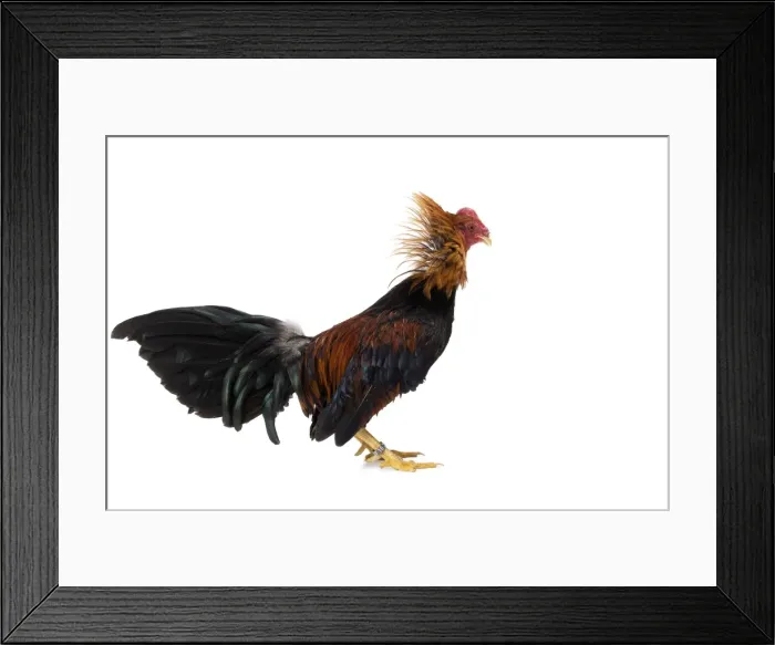 Framed Print : Picture No. 11771307 Framed Print : Picture No. 11771307
