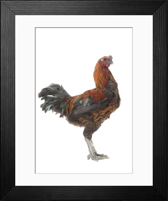 Framed Print : Picture No. 11771309 Framed Print : Picture No. 11771309
