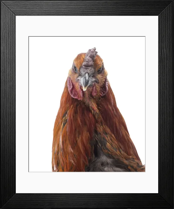Framed Print : Picture No. 11771310 Framed Print : Picture No. 11771310
