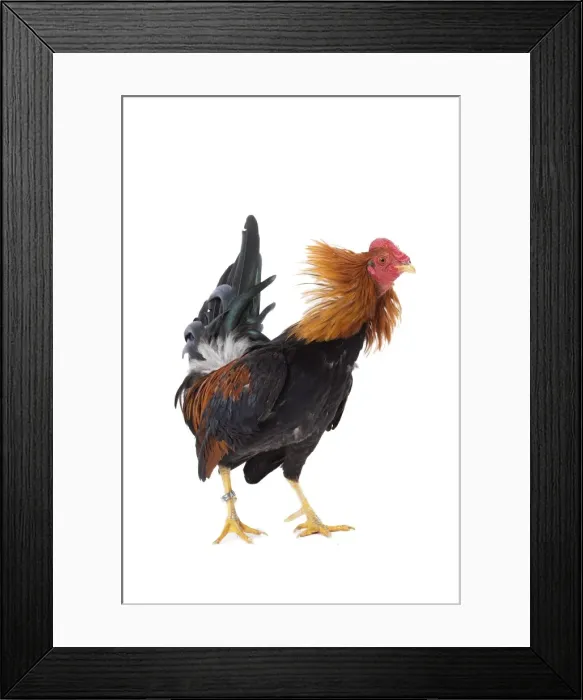 Framed Print : Picture No. 11771305 Framed Print : Picture No. 11771305