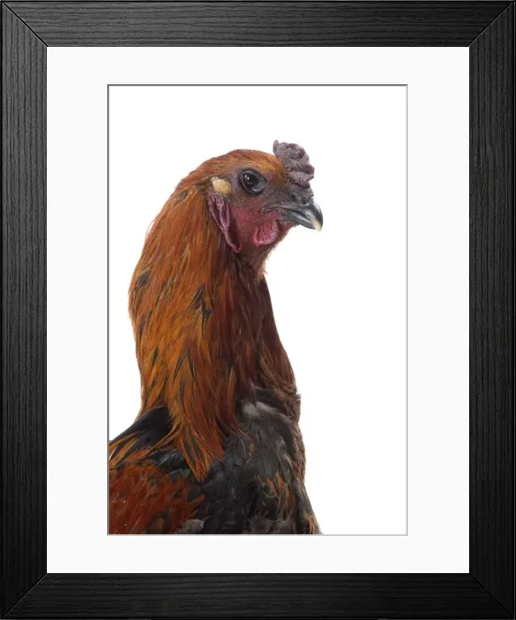Framed Print : Picture No. 11771311 Framed Print : Picture No. 11771311