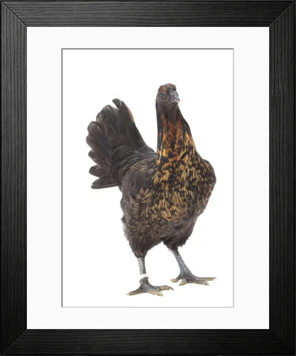 Framed Print : Picture No. 11771313 Framed Print : Picture No. 11771313