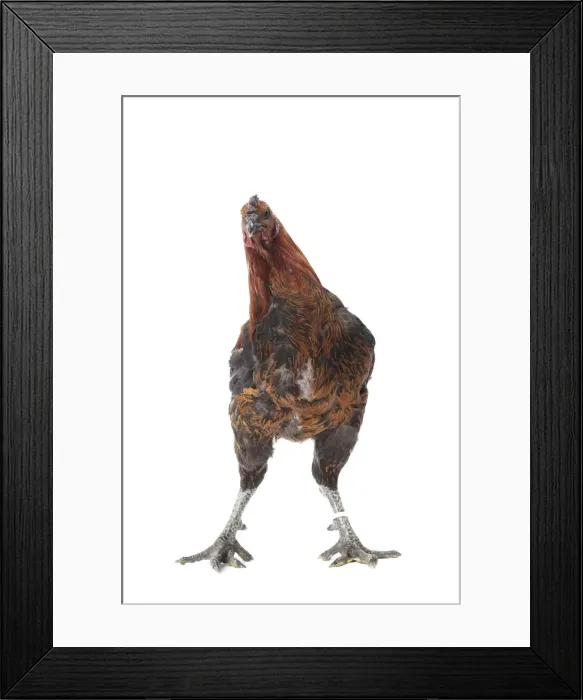 Framed Print : Picture No. 11771312 Framed Print : Picture No. 11771312