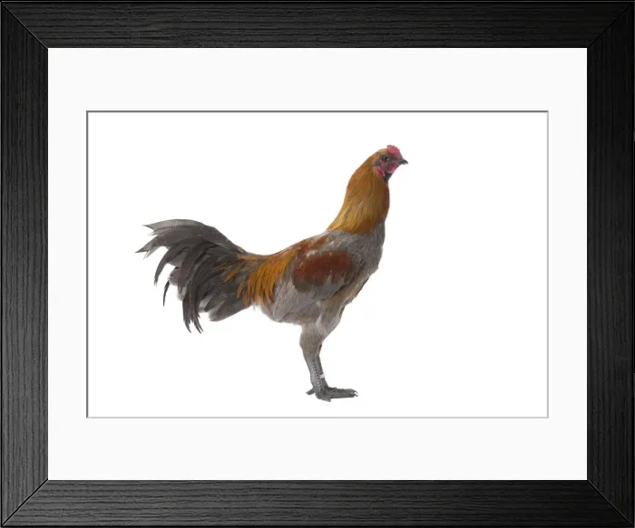 Framed Print : Picture No. 11771315 Framed Print : Picture No. 11771315