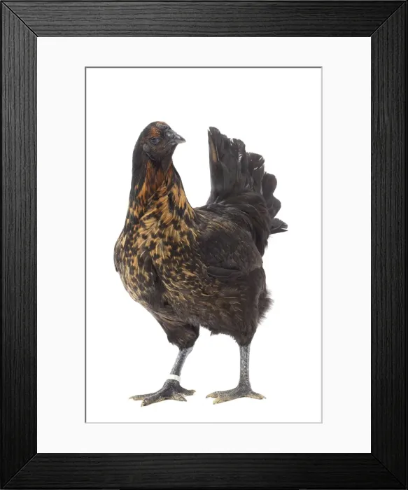 Framed Print : Picture No. 11771314 Framed Print : Picture No. 11771314