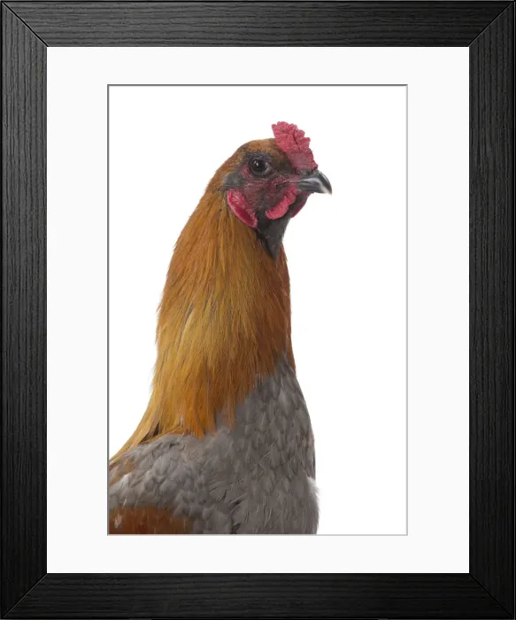 Framed Print : Picture No. 11771316 Framed Print : Picture No. 11771316