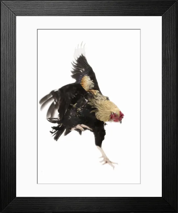 Framed Print : Picture No. 11771318 Framed Print : Picture No. 11771318