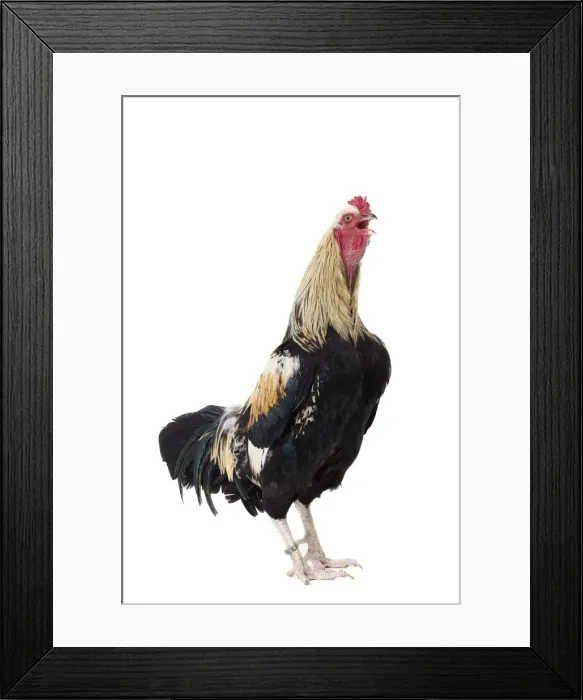 Framed Print : Picture No. 11771317 Framed Print : Picture No. 11771317