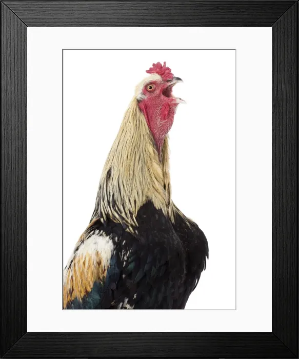Framed Print : Picture No. 11771320 Framed Print : Picture No. 11771320