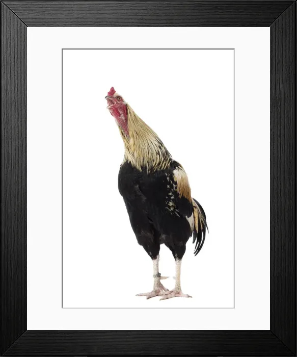 Framed Print : Picture No. 11771321 Framed Print : Picture No. 11771321
