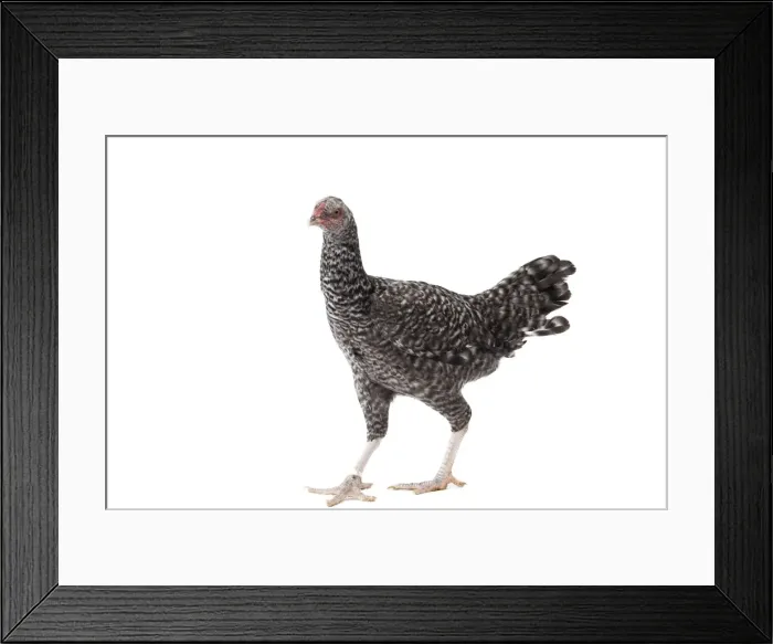 Framed Print : Picture No. 11771322 Framed Print : Picture No. 11771322