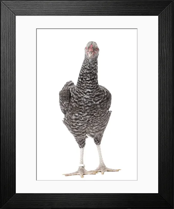 Framed Print : Picture No. 11771323 Framed Print : Picture No. 11771323