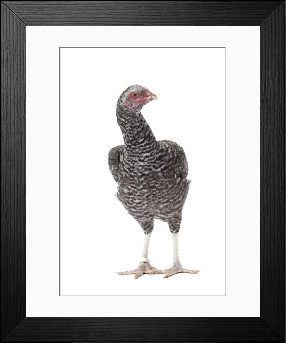 Framed Print : Picture No. 11771324 Framed Print : Picture No. 11771324