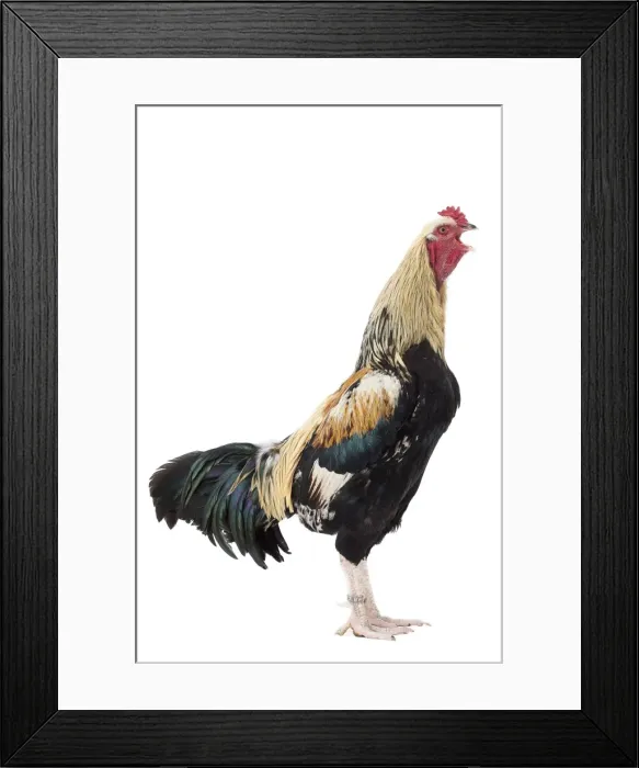 Framed Print : Picture No. 11771319 Framed Print : Picture No. 11771319