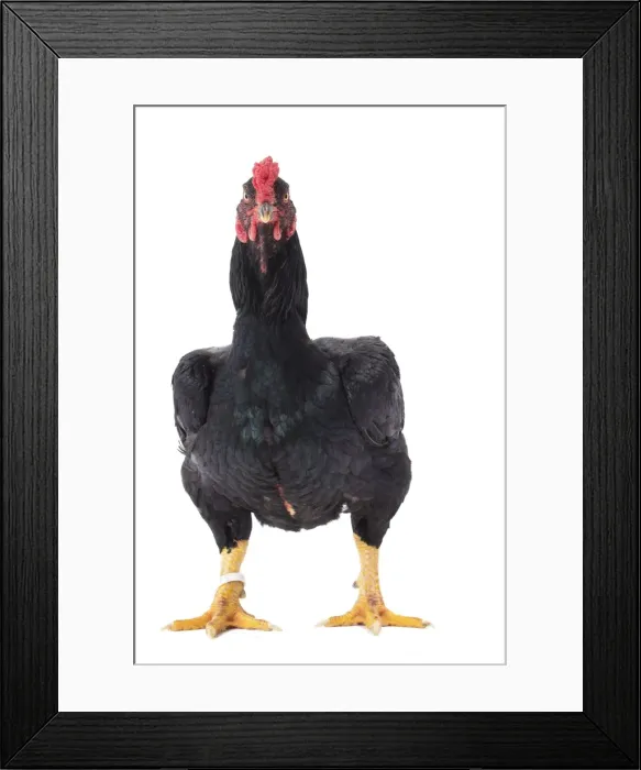 Framed Print : Picture No. 11771326 Framed Print : Picture No. 11771326
