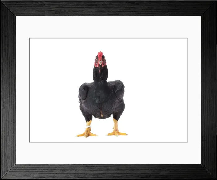 Framed Print : Picture No. 11771325 Framed Print : Picture No. 11771325