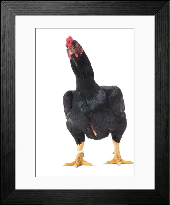 Framed Print : Picture No. 11771327 Framed Print : Picture No. 11771327