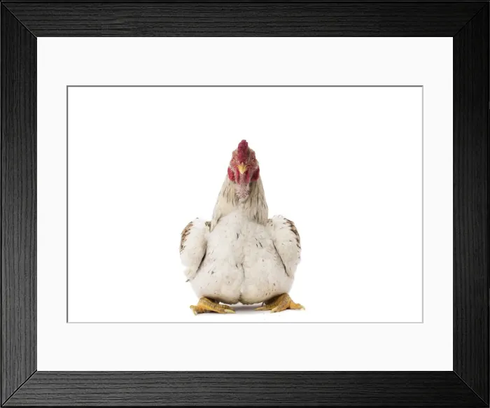 Framed Print : Picture No. 11771329 Framed Print : Picture No. 11771329