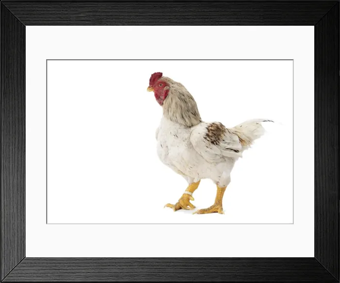 Framed Print : Picture No. 11771330 Framed Print : Picture No. 11771330
