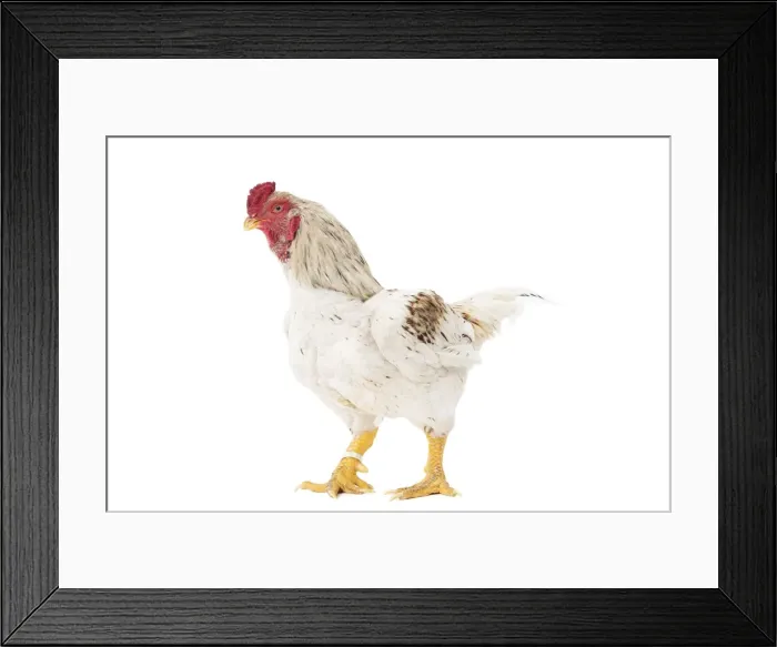 Framed Print : Picture No. 11771331 Framed Print : Picture No. 11771331