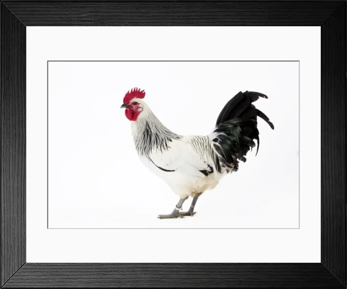 Framed Print : Picture No. 11771332 Framed Print : Picture No. 11771332