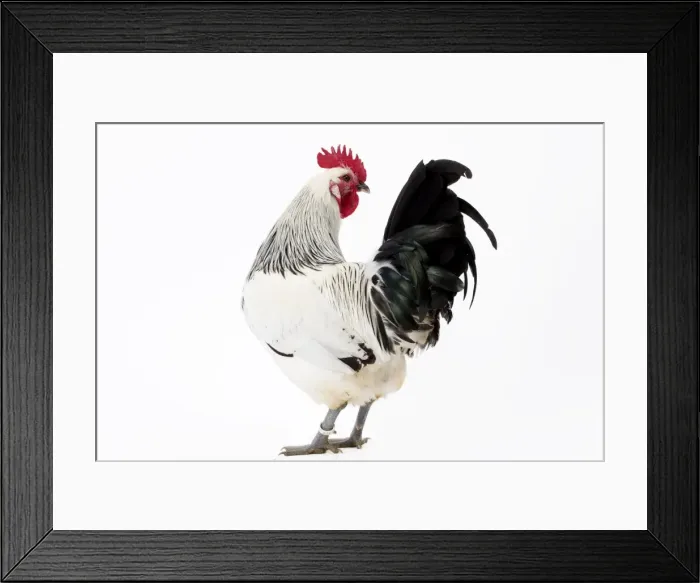 Framed Print : Picture No. 11771333 Framed Print : Picture No. 11771333