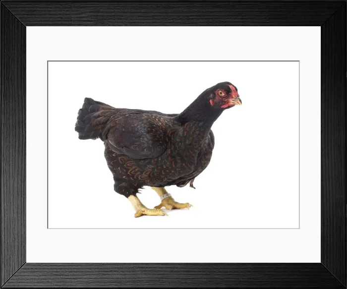 Framed Print : Picture No. 11771328 Framed Print : Picture No. 11771328