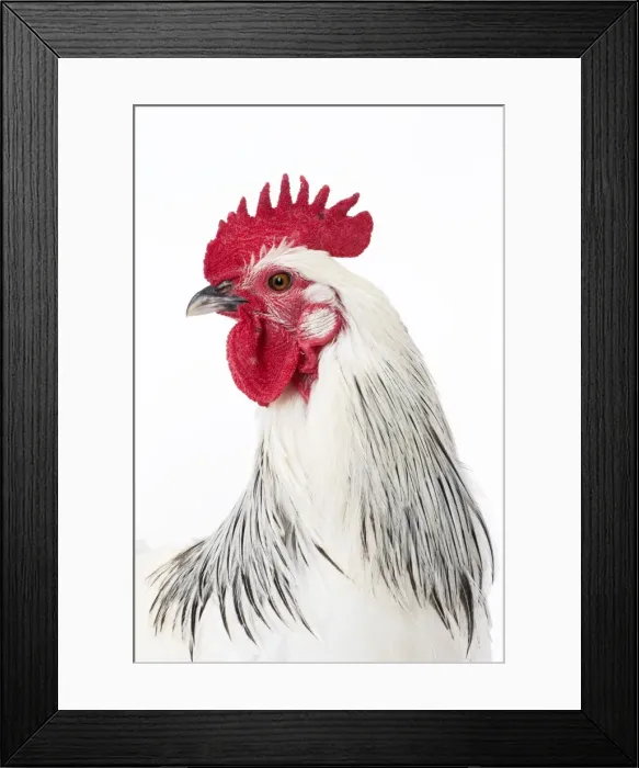 Framed Print : Picture No. 11771334 Framed Print : Picture No. 11771334