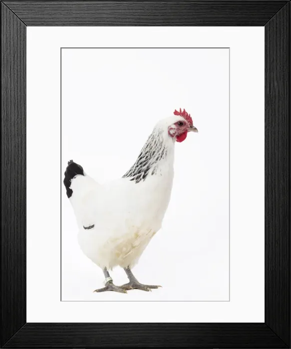 Framed Print : Picture No. 11771335 Framed Print : Picture No. 11771335