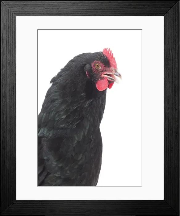 Framed Print : Picture No. 11771337 Framed Print : Picture No. 11771337